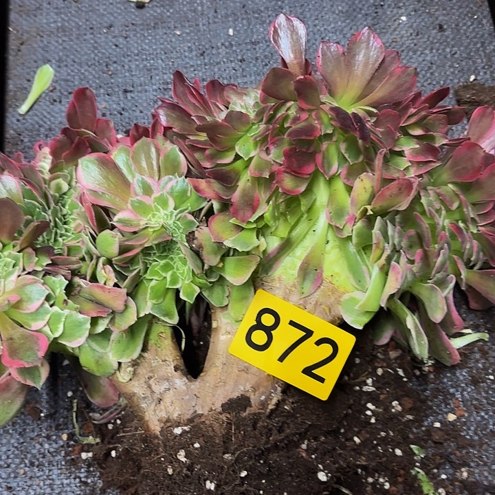 多肉植物福利872