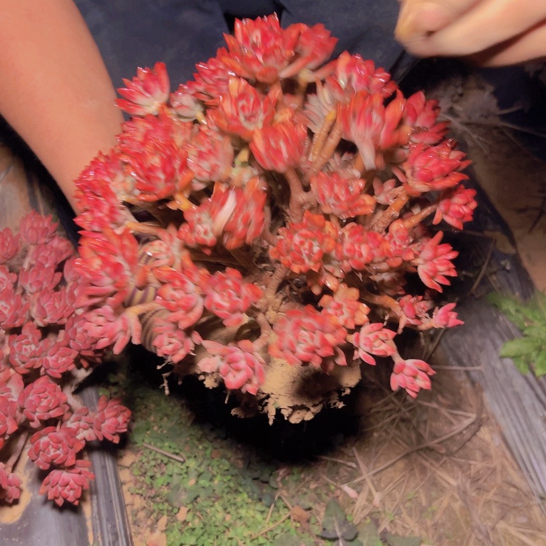 红稚莲多肉元霄福利