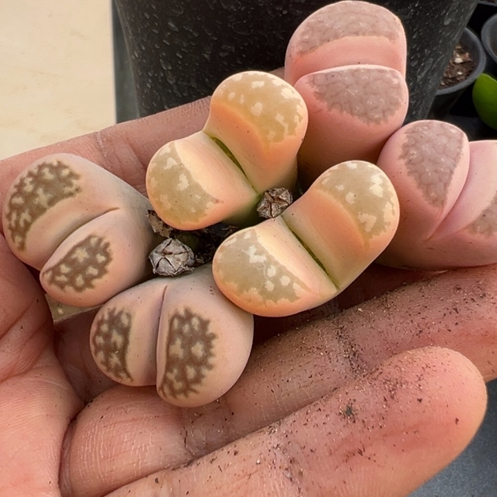 生石花锦非常非常好看