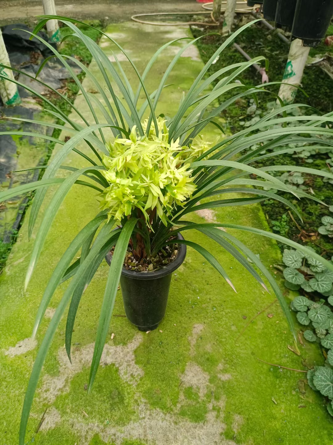花奇花春兰铭品花开富贵浓香好易养室内办公绿植花卉优选