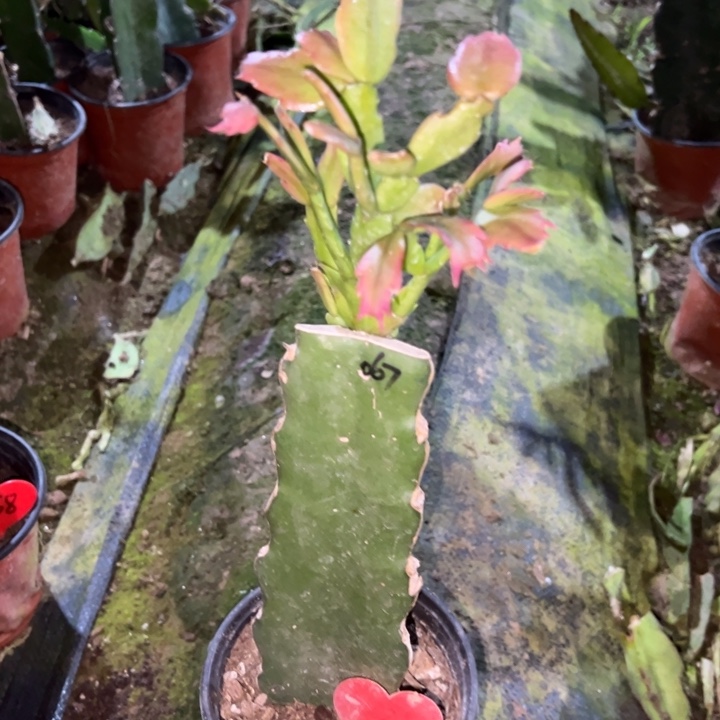 柯****当前无花栽培后可以开花067  3