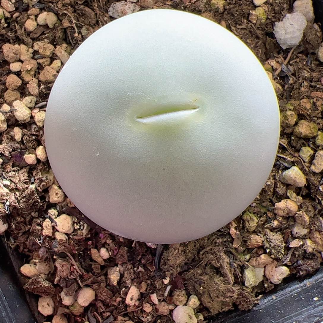 【闪购商品】6 鸽子蛋3.2cm