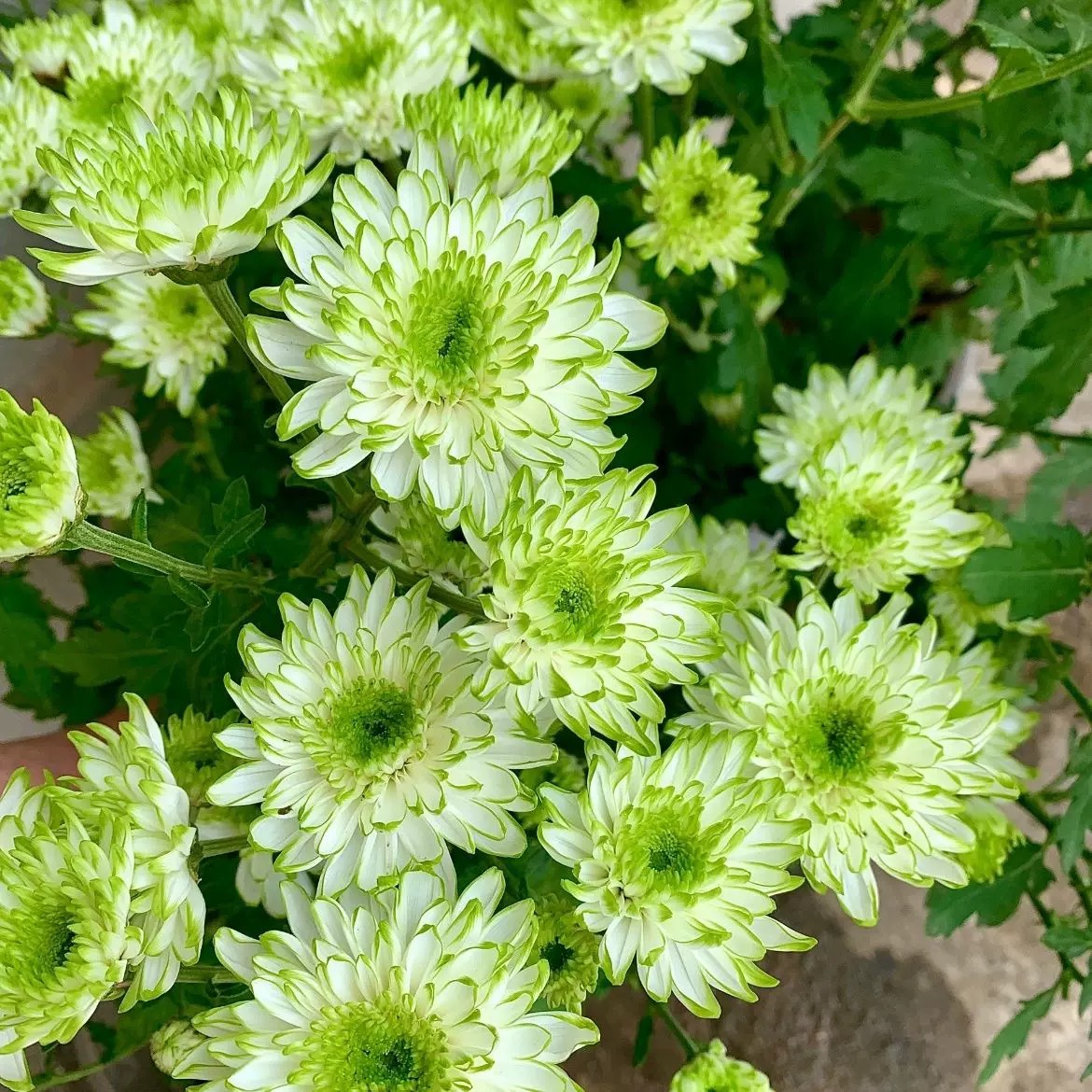 绿天赞盆栽小雏菊鲜花耐寒耐旱带花花期长大苗阳台多年生植物