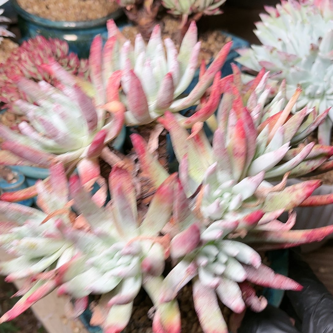 9722雪花仙女杯多肉