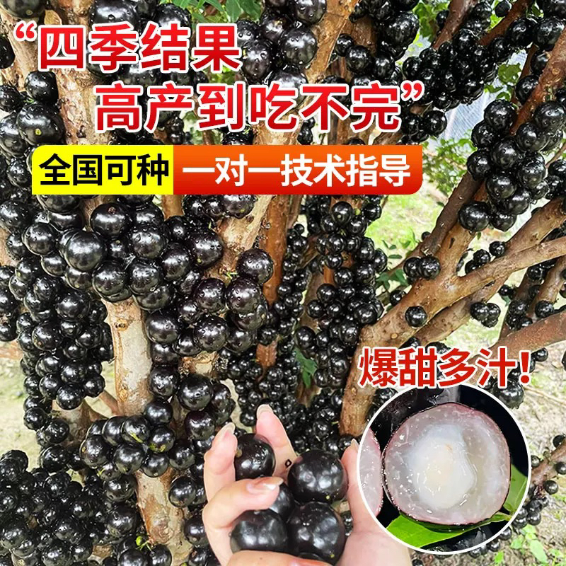 沙巴嘉宝果树葡萄苗四季种植南北方可种庭院阳台盆栽