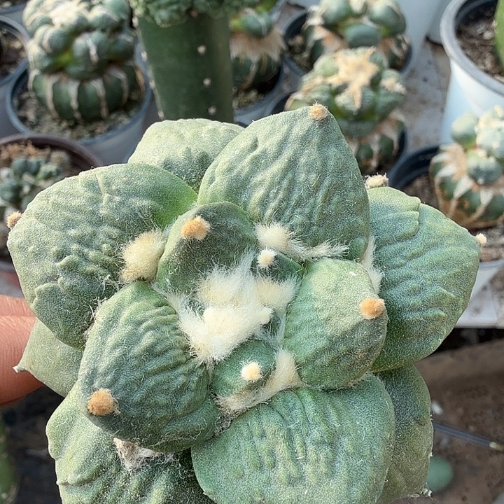 无花朵569白肌怒涛