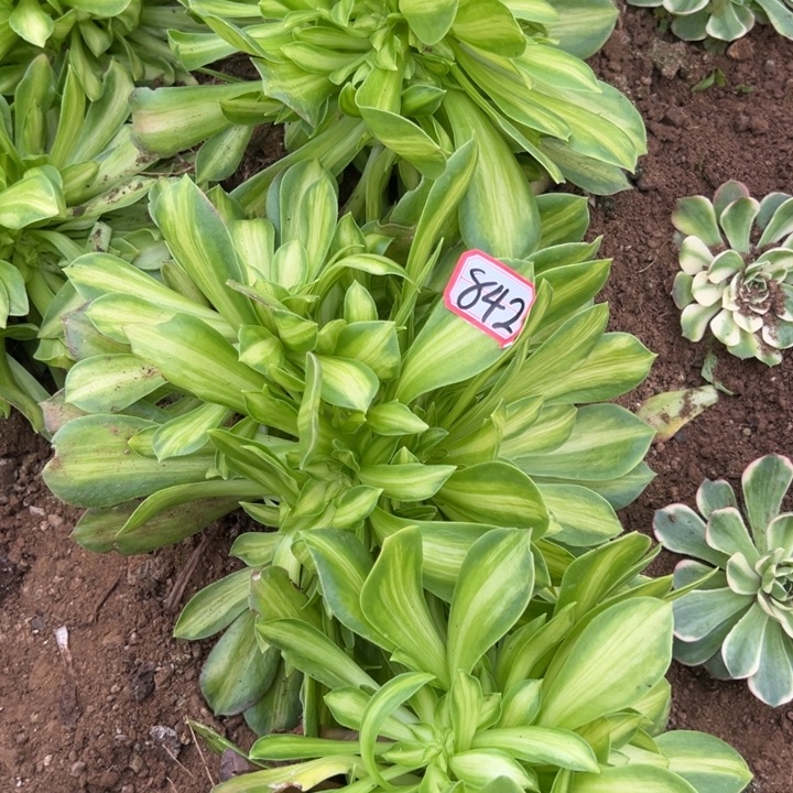 多肉植物842不售后