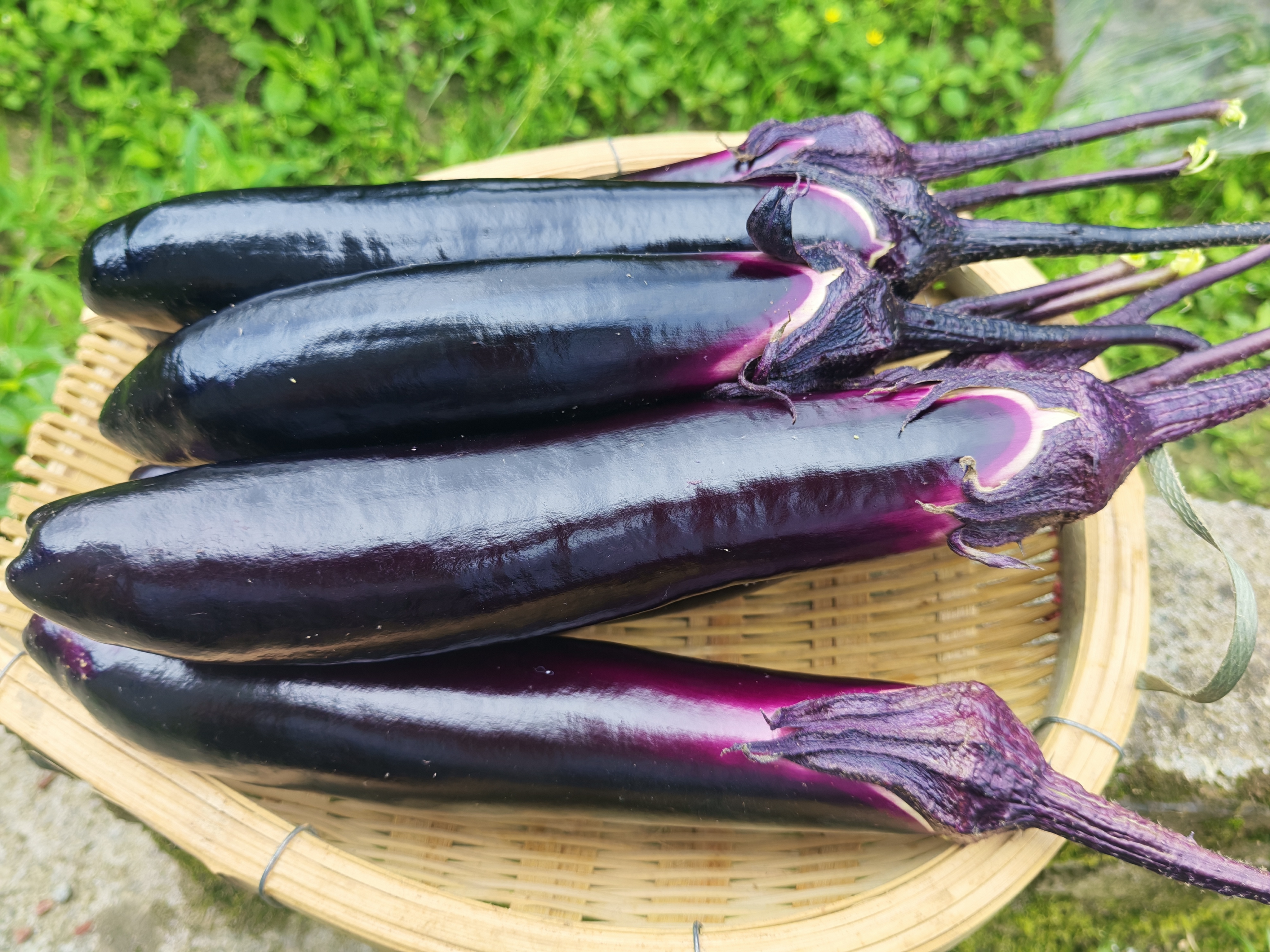 贵州高山露天种植茄子，现摘现发