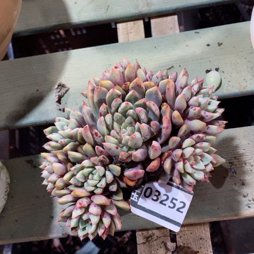 【闪购商品】血燕03252