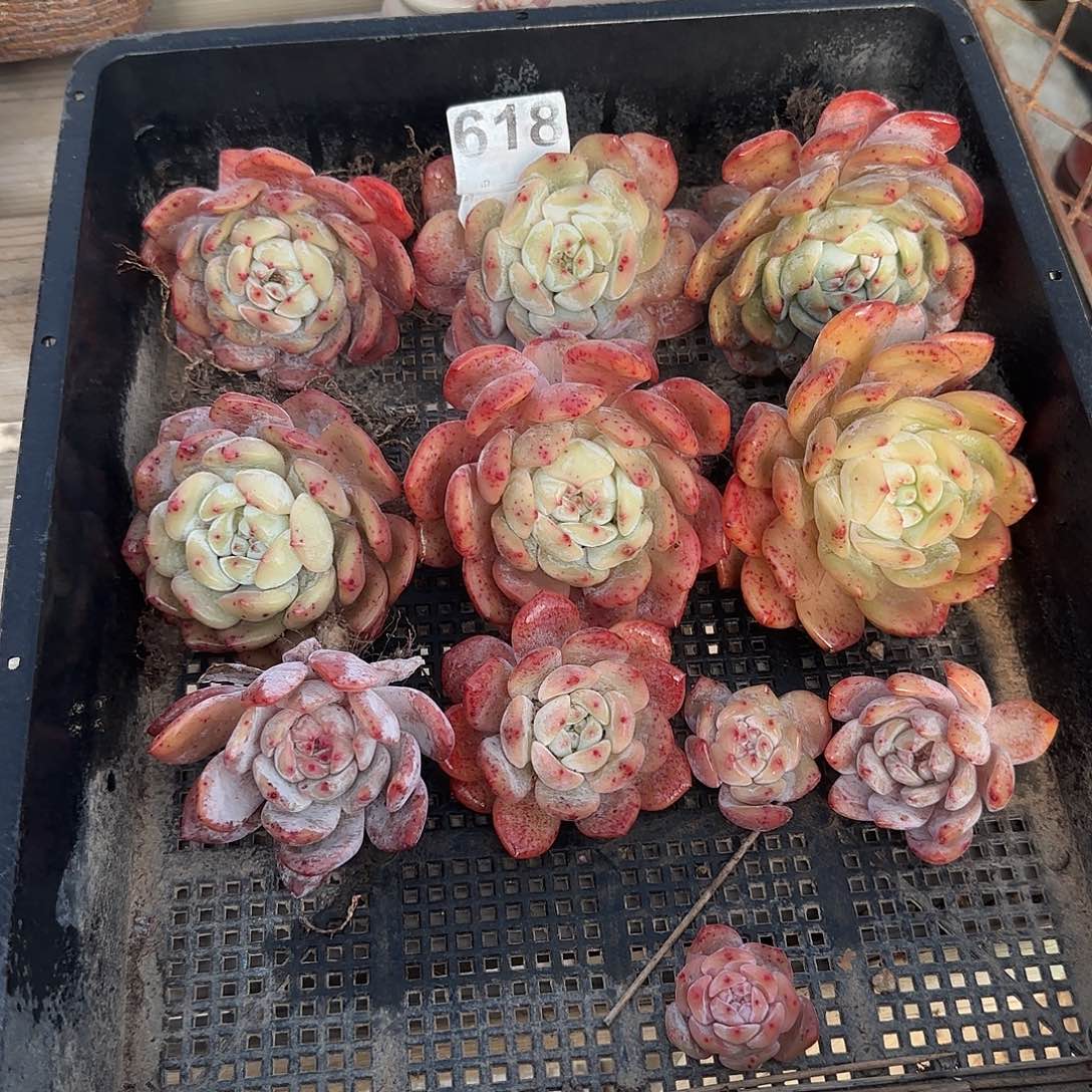 618一组包邮…………………