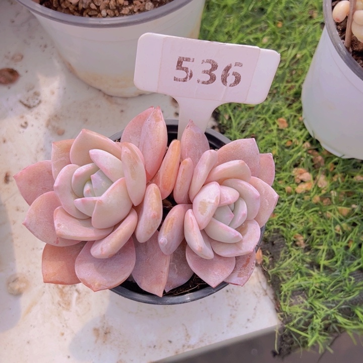 健健康康平平安安