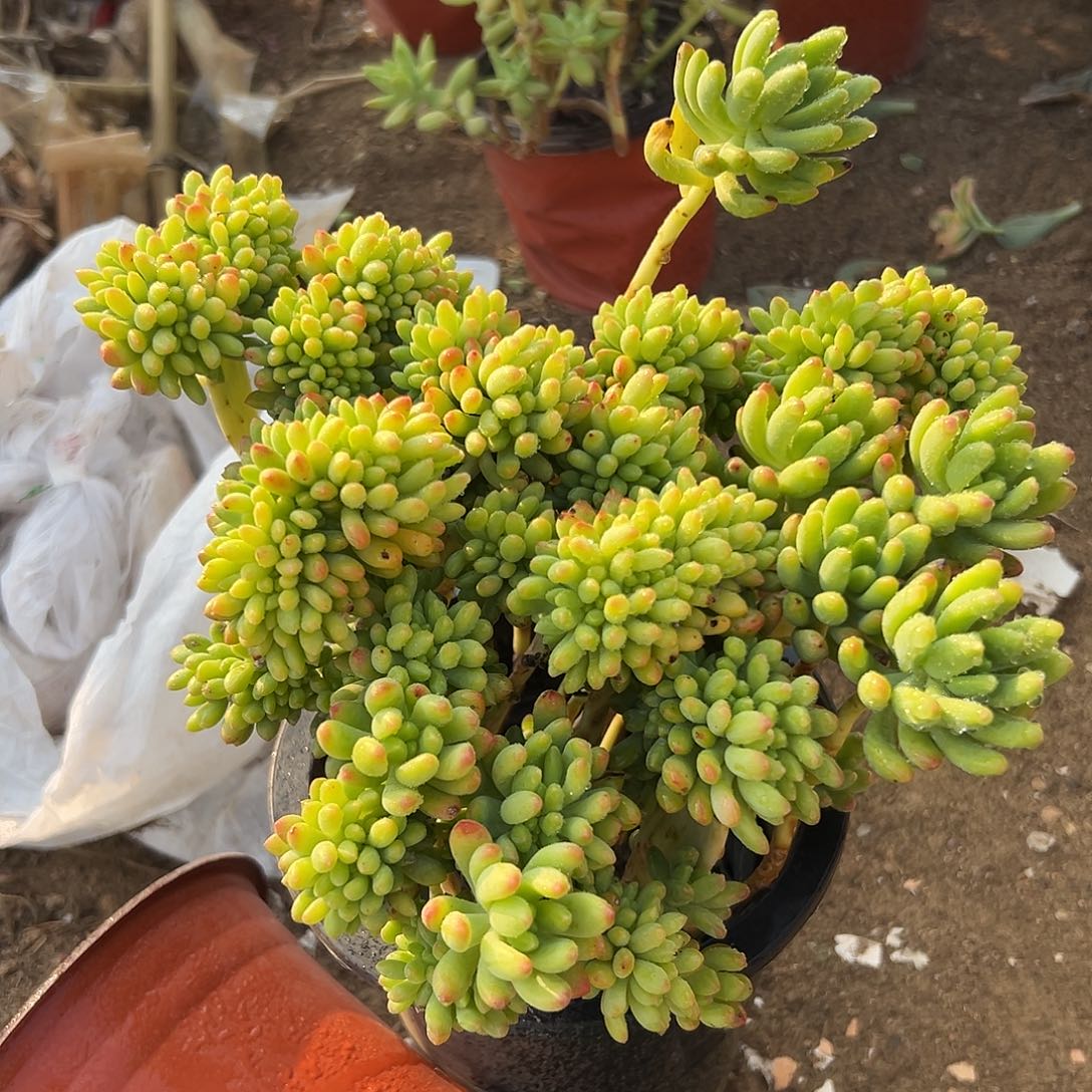 多肉植物春梦缀化群