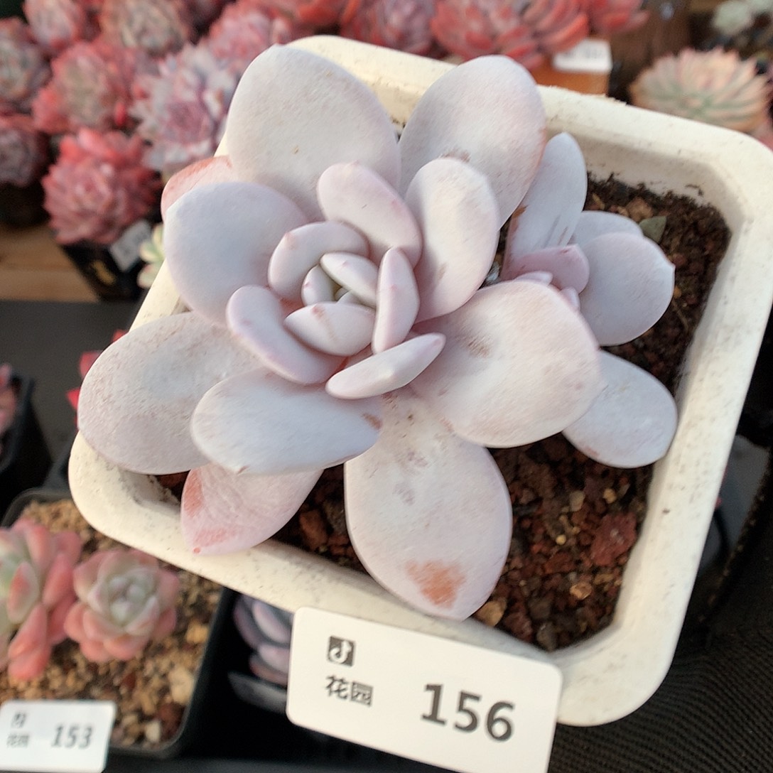 156雪莲多肉植物666