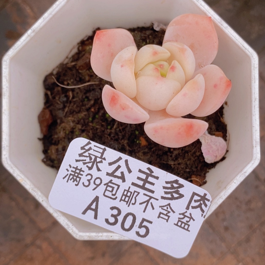 白底香草3cm305多肉植物