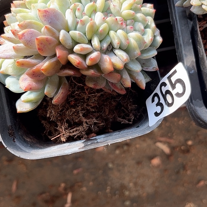 ༄*࿐多肉植物一物一拍