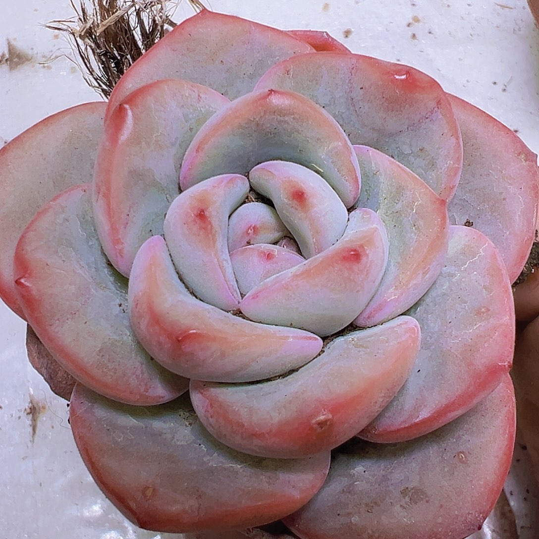 奶油泡芙19包邮多肉