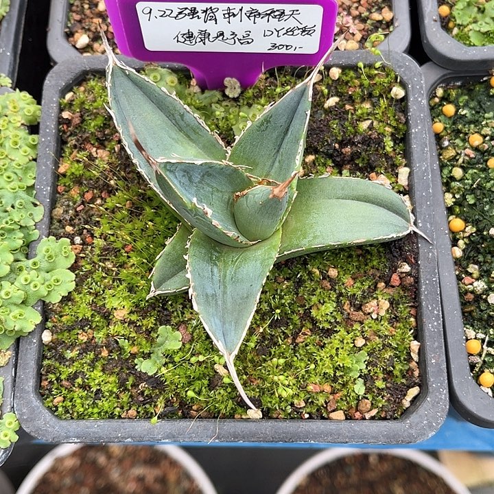 勋哥多肉强背刺帝释天芽