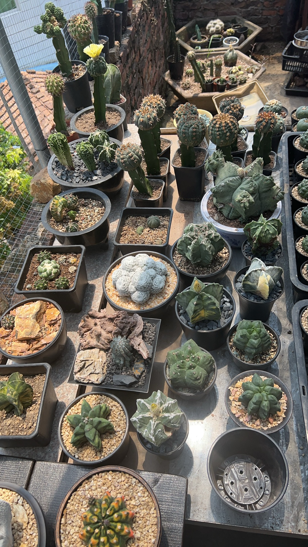 精品仙人球直播间专拍