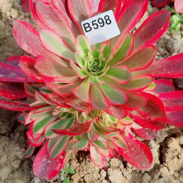 美杜莎598无售后