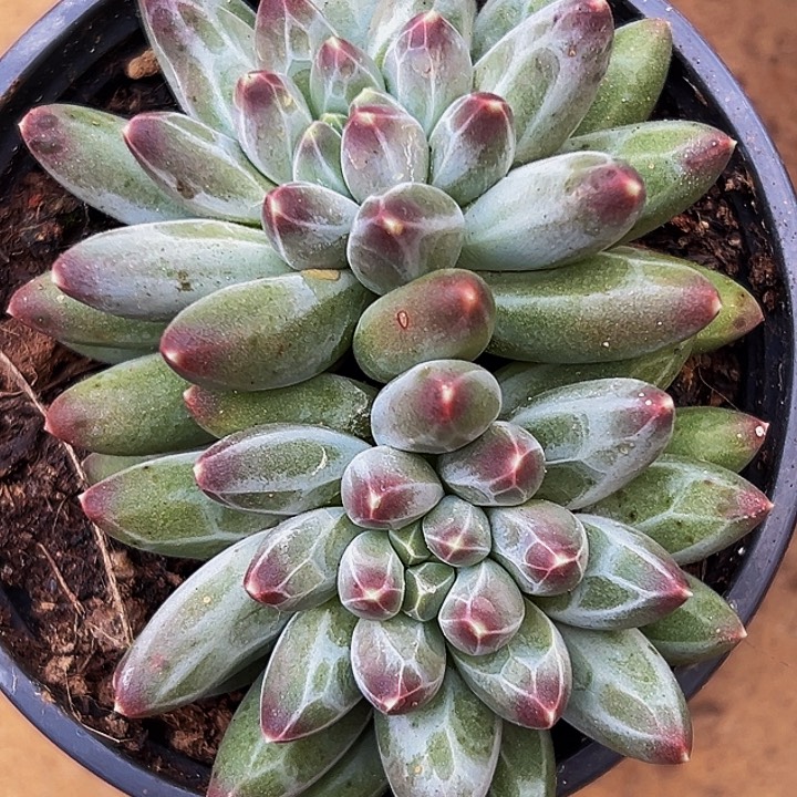 1颗美人系列多肉植物