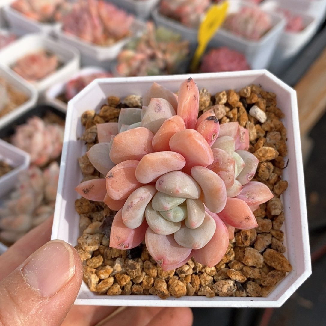 精品多肉一物一拍不包整77