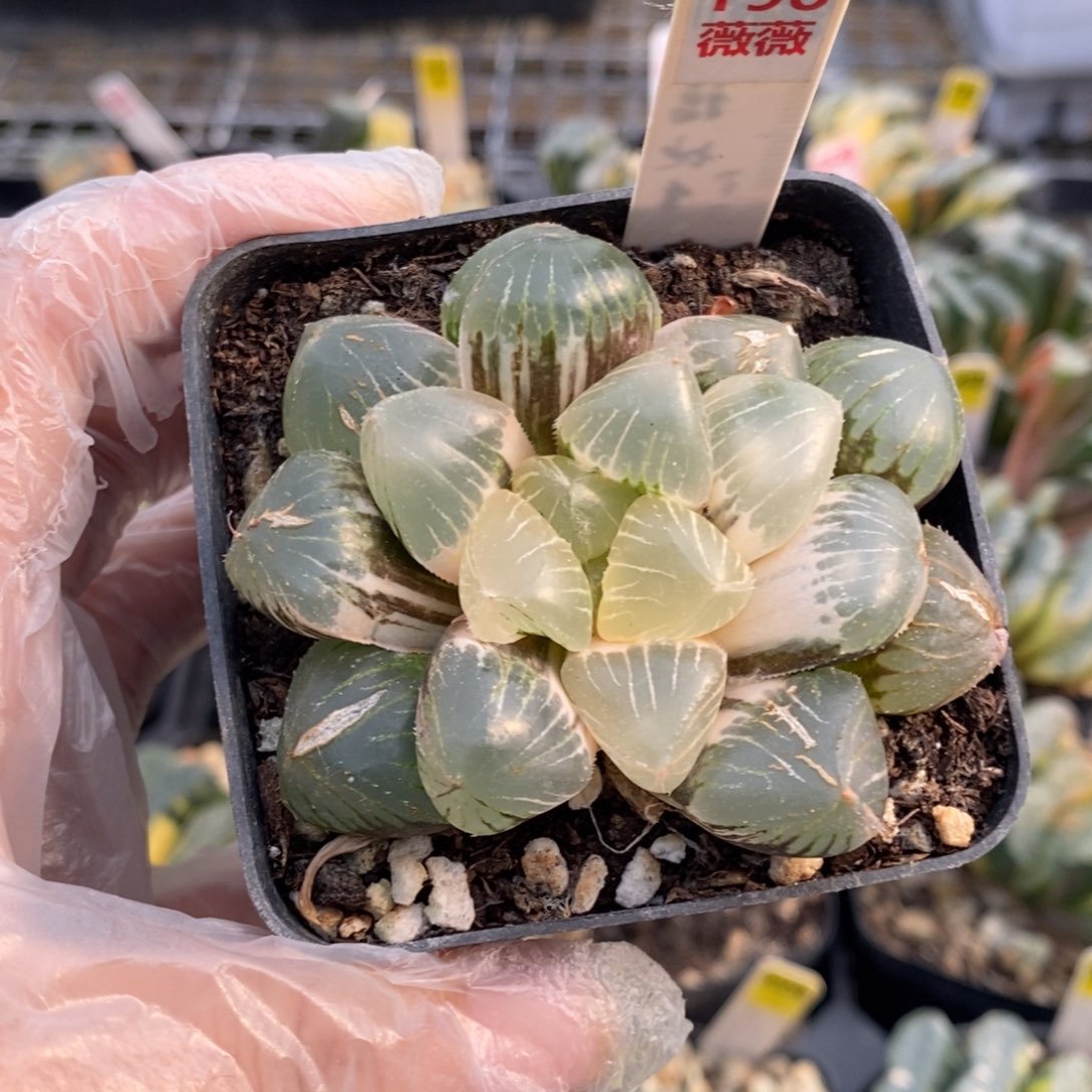 198号糯玉露锦多肉植物