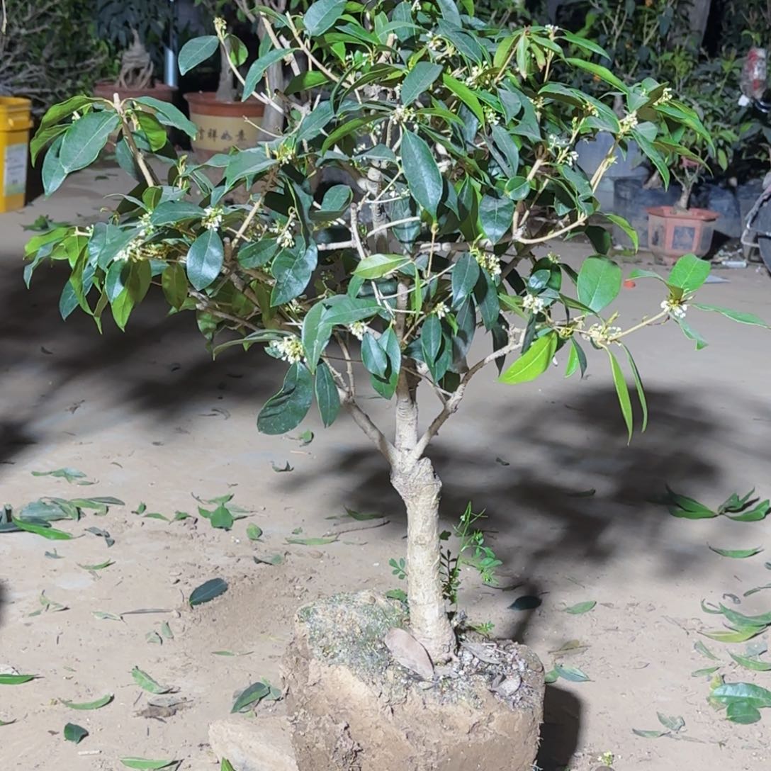 坦*桂花。四季桂系列