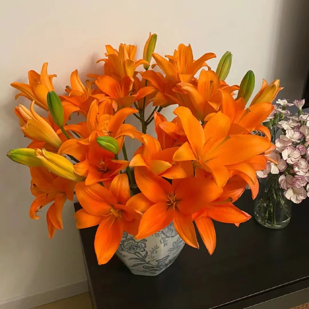 氧花季 多头橙色海洋亚百合无香型 收到先醒花 拍1单发中通