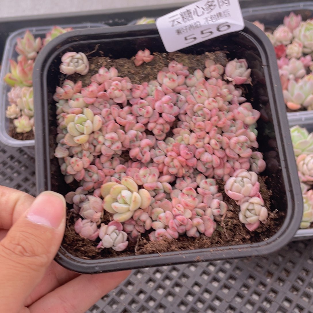 云糖心多肉植物556