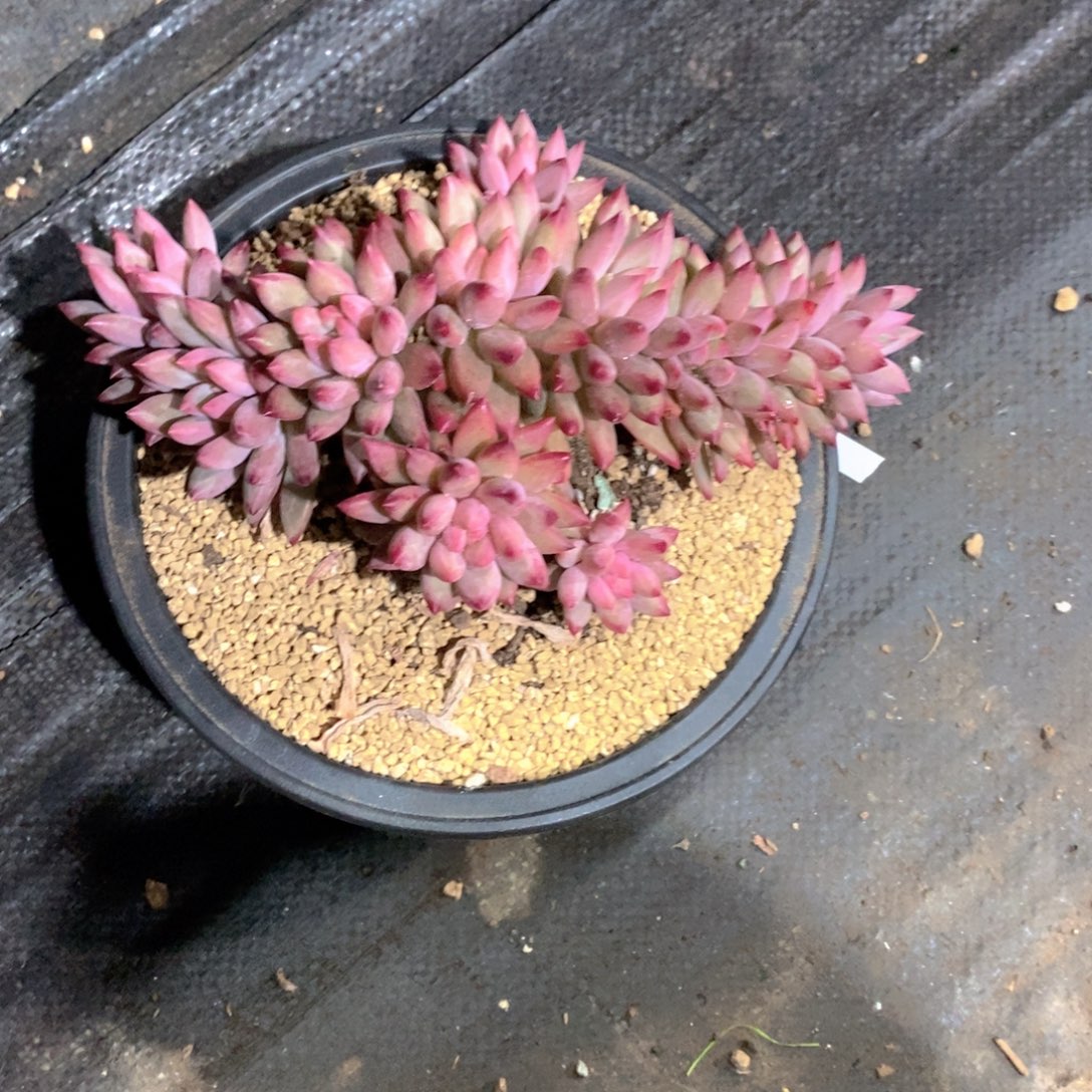 西****虞美人多肉植物缀化