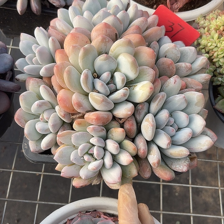 两单包邮，一物一拍37香水