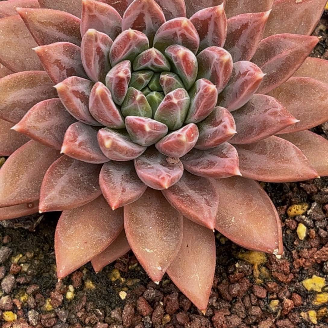 1222下午多肉植物群生