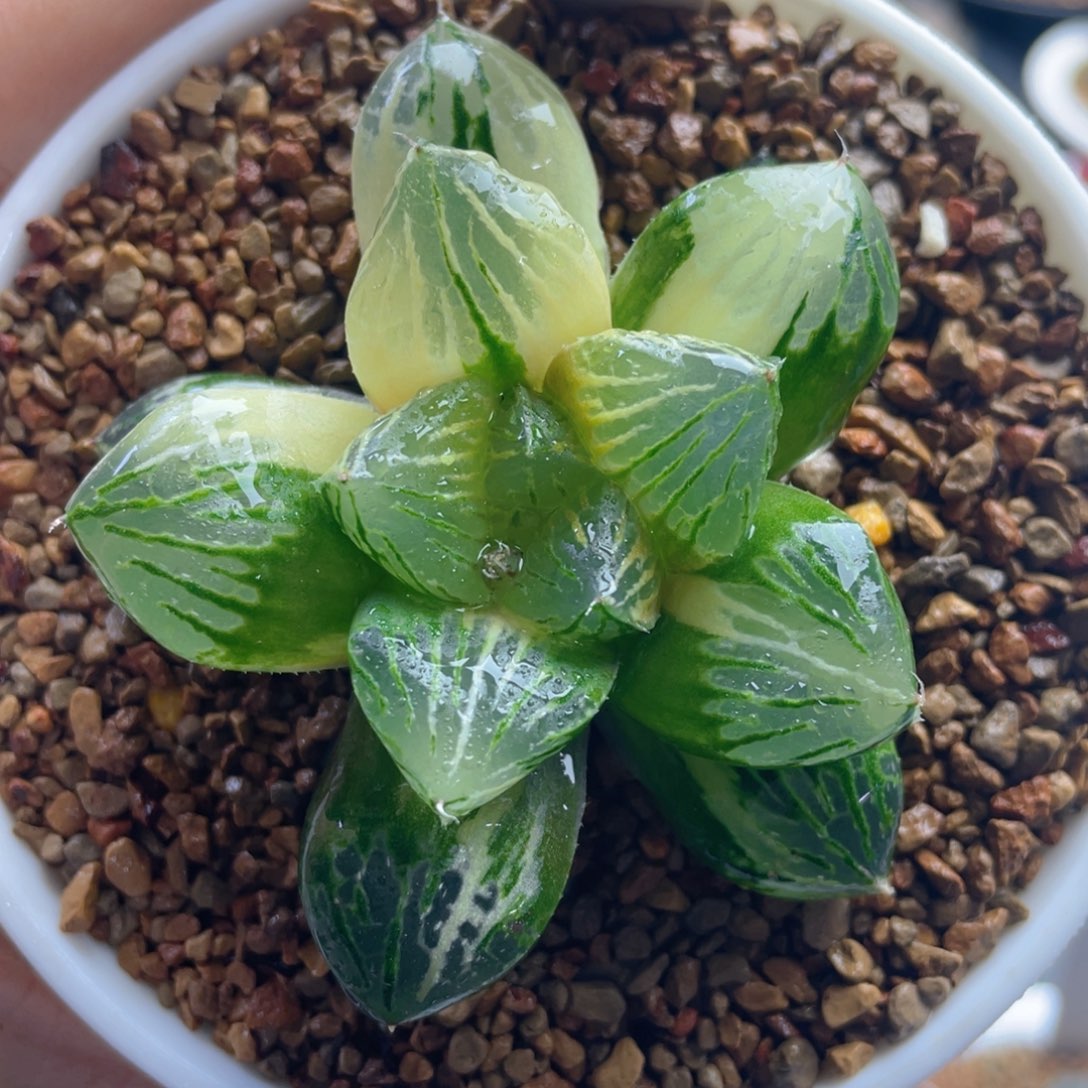 10.十二卷多肉玉潭寿锦。     