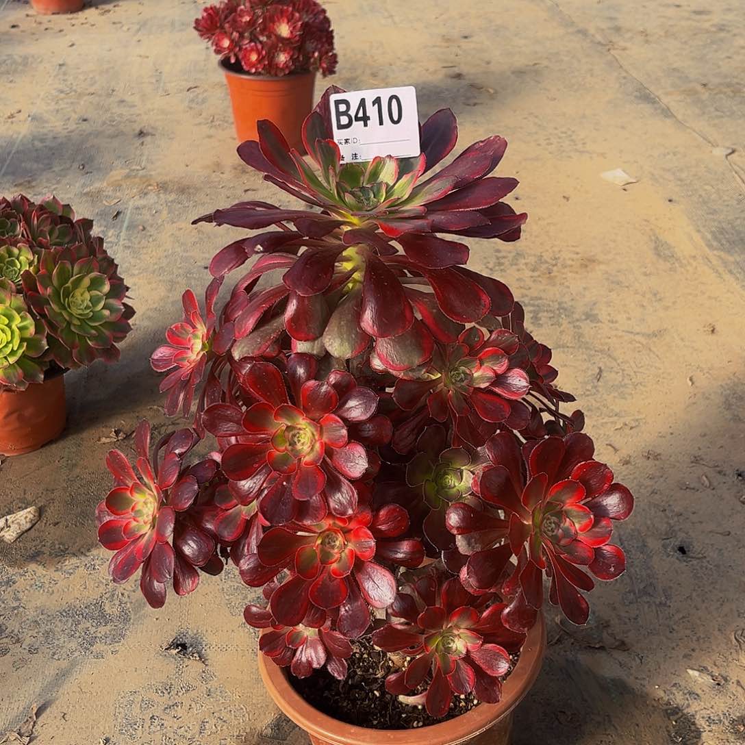 彼**开丽娜一物一拍410