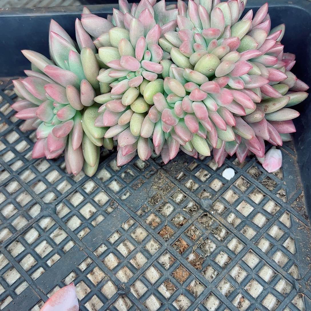 桃花源缀化一物一拍