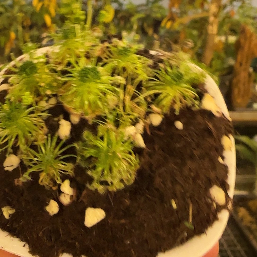 无花朵专拍迷你茅