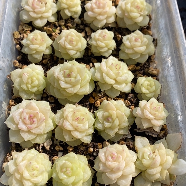 38 多肉植物盆栽花卉