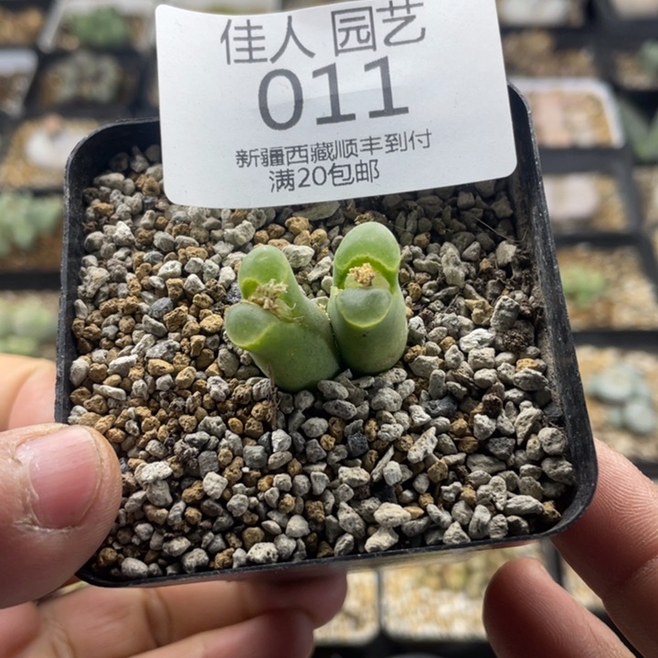 佳人园艺 上福利啦奶瓶风铃011