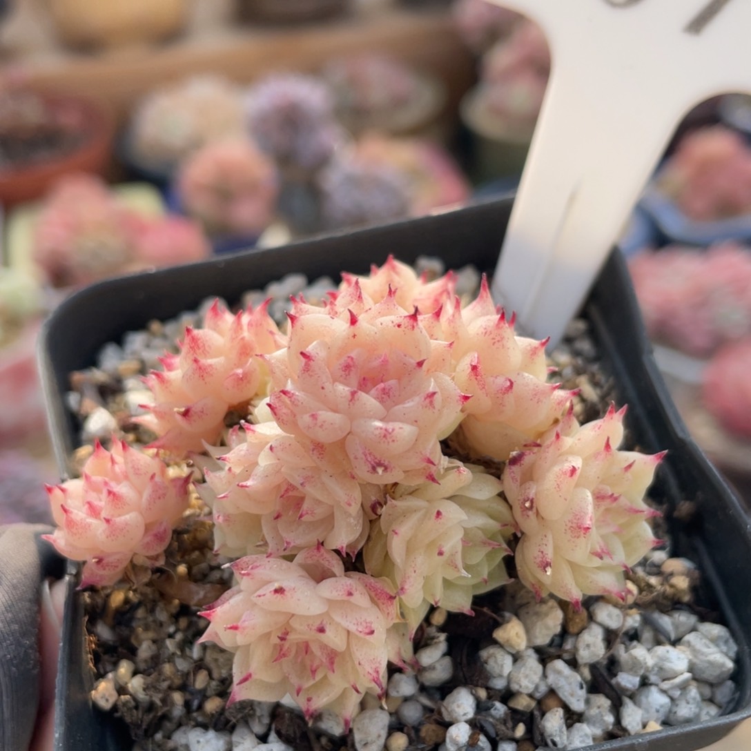 070 麦秆群 6厘米 