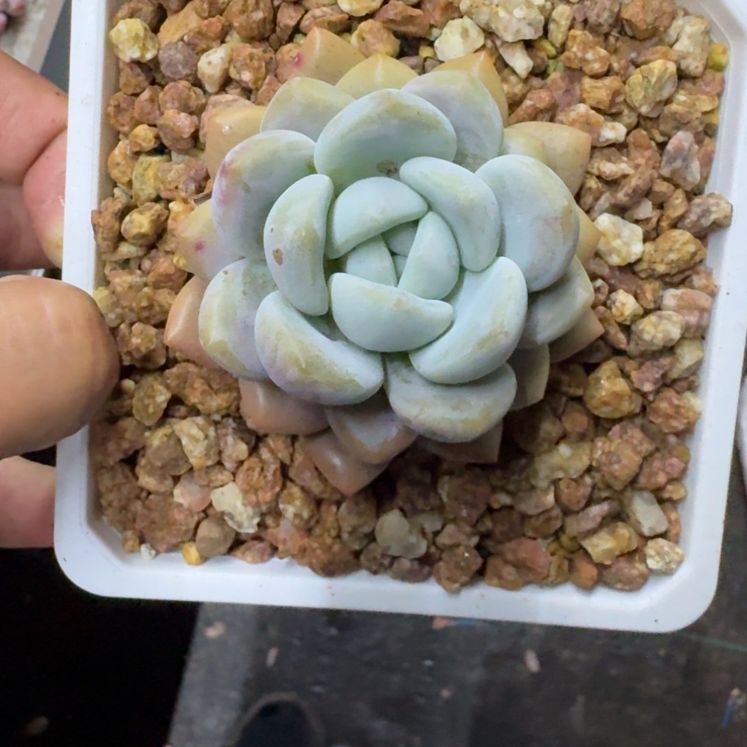 雷拉洛 单头  一物一拍