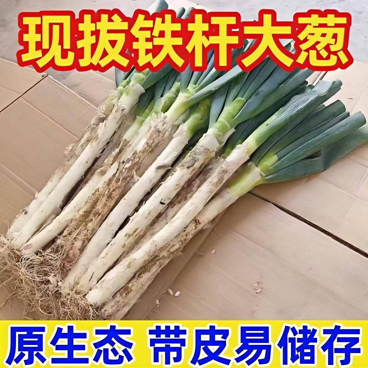 【带皮易储存】正宗铁杆大葱全白新鲜大葱便宜清仓蘸酱蔬菜