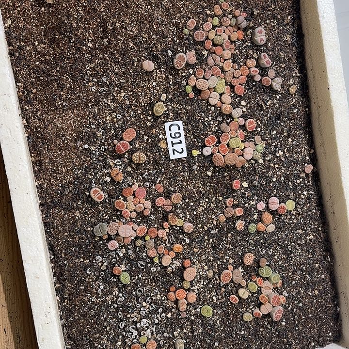 生912石花整框脱土发货不售后