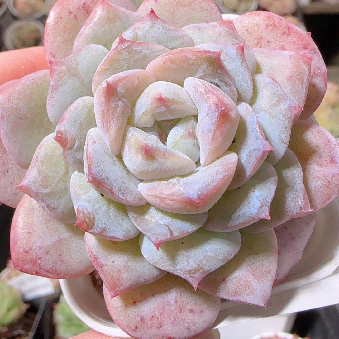 花语多肉1211-175石化糖心