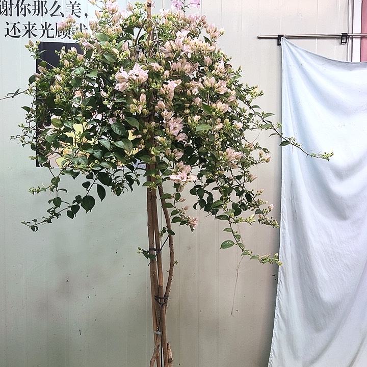 完全开放冷***员苹果花