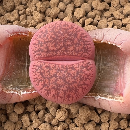 2379.酒红一步1.9公分