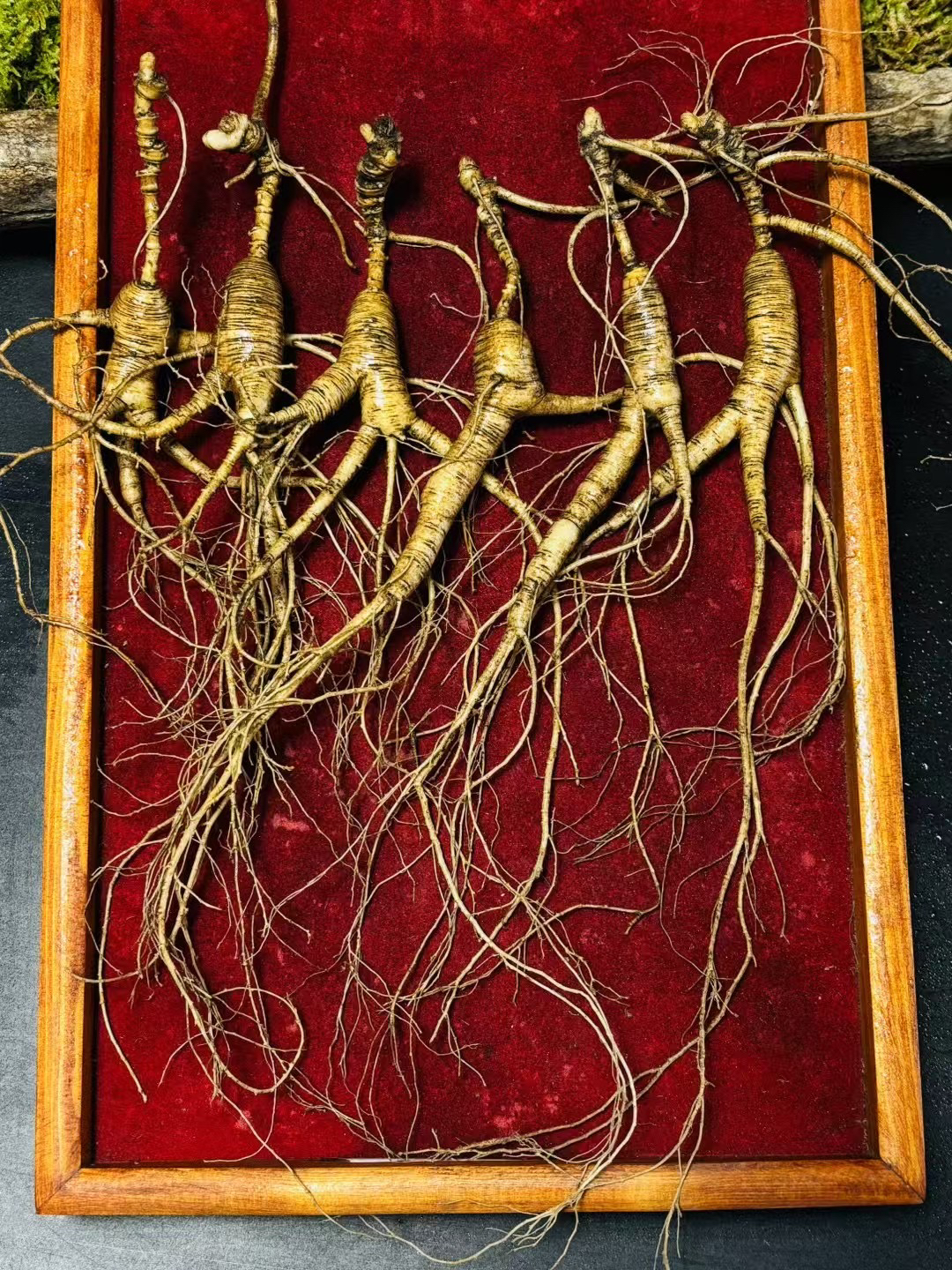 林下参新鲜采挖（6-10支）