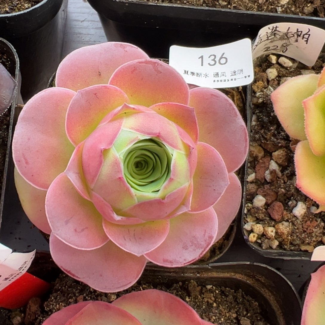 136号童颜—山地玫瑰