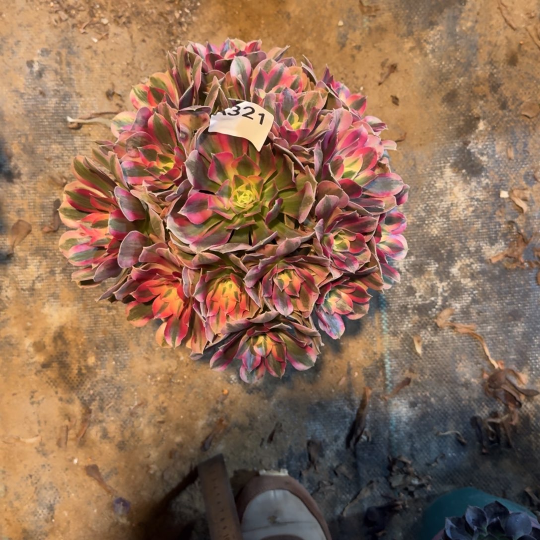 好****初恋法师一物一拍321