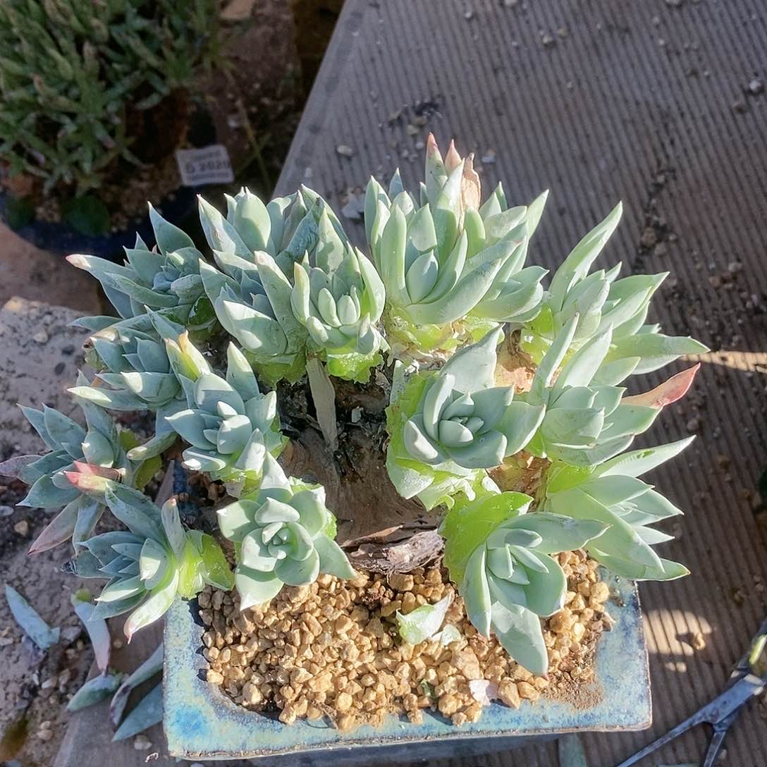 【闪购商品】哈哈哈诺玛雪山多肉2236