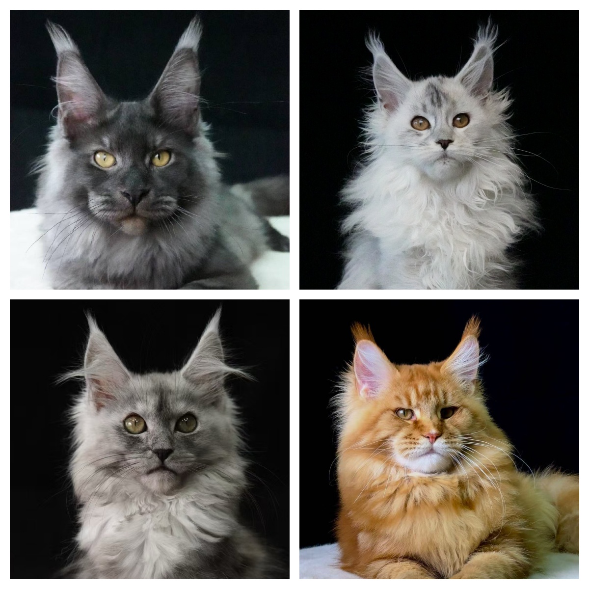 喵冠-《相册》-定金